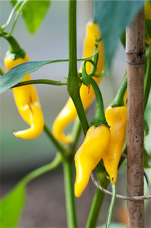 eco - Yellow chilli peppers (variety 'Golden Cayenne') on the plant in the garden Foto de stock - Sin royalties Premium, Código: 659-07597328