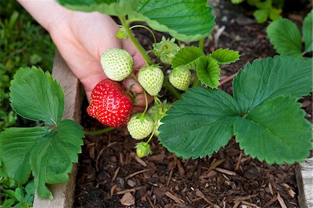 A hand reaching for a ripe strawberry in a wooden crate Stock Photo - Premium Royalty-Free, Code: 659-07597329