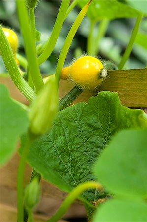 Small Hokkaido squashes on the plant in a raised bed Stock Photo - Premium Royalty-Free, Code: 659-07597345
