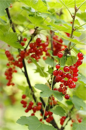 simsearch:659-07597484,k - Redcurrants on a bush Stock Photo - Premium Royalty-Free, Code: 659-07597354