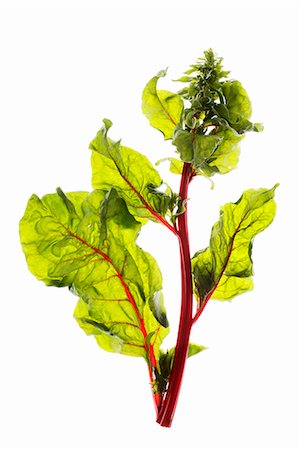 Red chard Stock Photo - Premium Royalty-Free, Code: 659-07597358