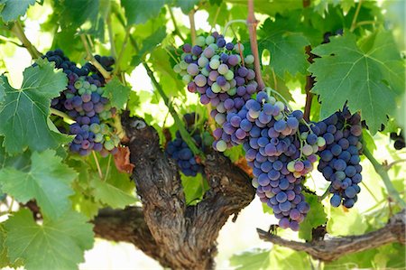 simsearch:659-06307451,k - Black grapes on the vine Photographie de stock - Premium Libres de Droits, Code: 659-07597388