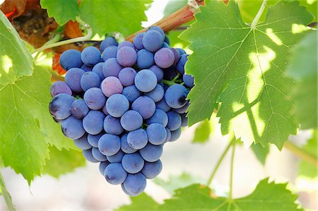 red grape - Black grapes on the vine Photographie de stock - Premium Libres de Droits, Code: 659-07597383