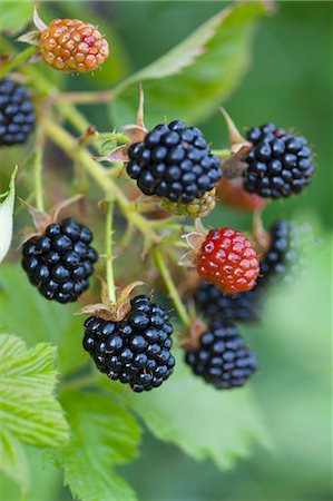 sprig - Ripe and unripe blackberries on the bush Stock Photo - Premium Royalty-Free, Code: 659-07597484