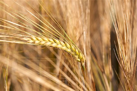 simsearch:659-07597485,k - Ears of barley Photographie de stock - Premium Libres de Droits, Code: 659-07597485