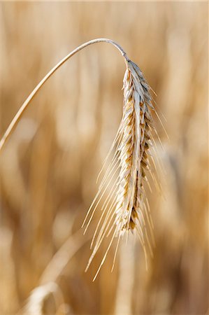 simsearch:659-07597486,k - An ear of rye in the field (close-up) Stock Photo - Premium Royalty-Free, Code: 659-07597488