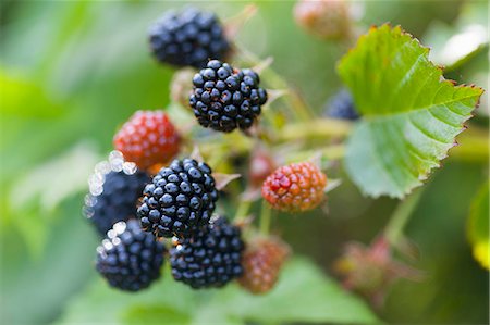 Ripe and unripe blackberries on the bush Stock Photo - Premium Royalty-Free, Code: 659-07597483