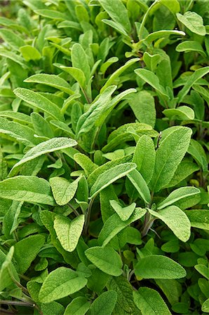 simsearch:659-07599270,k - Sage Plants in a Garden Photographie de stock - Premium Libres de Droits, Code: 659-07597545