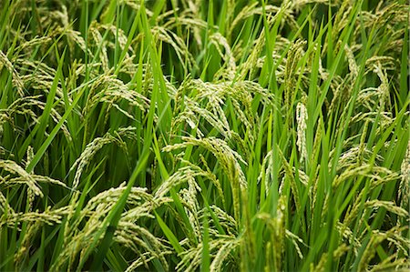 fields crops cultivation - A field of rice (section) Stock Photo - Premium Royalty-Free, Code: 659-07597612