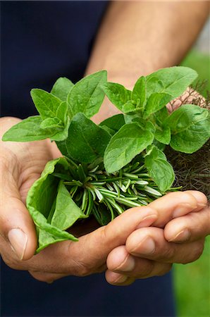 A man's hands holding fresh herbs Foto de stock - Sin royalties Premium, Código: 659-07597647