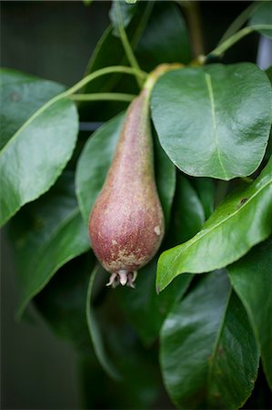 simsearch:659-06307305,k - Conference pears on the tree Stock Photo - Premium Royalty-Free, Code: 659-07597668