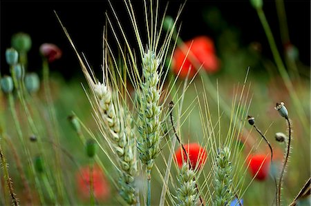 flor silvestre - A field of wheat with poppies (section) Foto de stock - Sin royalties Premium, Código: 659-07597848