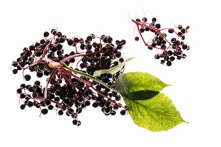 simsearch:659-07597852,k - Elderberries with leaves Stock Photo - Premium Royalty-Free, Code: 659-07598075