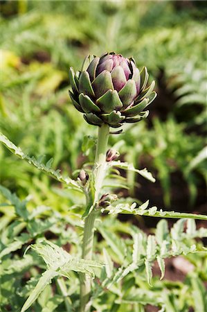 simsearch:659-06671547,k - Artichoke Growing in Garden Photographie de stock - Premium Libres de Droits, Code: 659-07598124