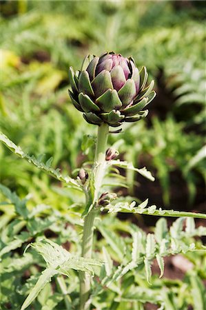 simsearch:659-07068541,k - Artichoke Growing in Garden Stock Photo - Premium Royalty-Free, Code: 659-07598124