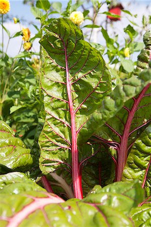 simsearch:659-06373437,k - Rhubarb growing in the garden (close-up) Photographie de stock - Premium Libres de Droits, Code: 659-07598135