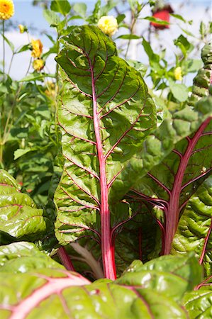 simsearch:659-06373714,k - Rhubarb growing in the garden (close-up) Stock Photo - Premium Royalty-Free, Code: 659-07598135