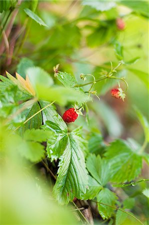 fragaria - Wild strawberries Photographie de stock - Premium Libres de Droits, Code: 659-07598239