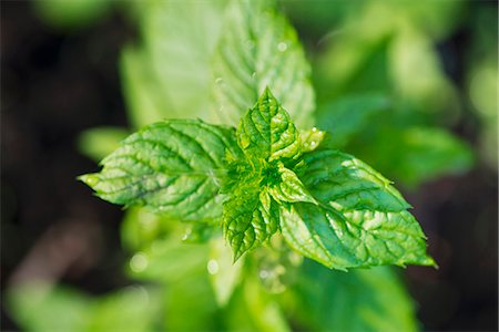 Mint (Mentha) growing in garden Foto de stock - Sin royalties Premium, Código: 659-07598377