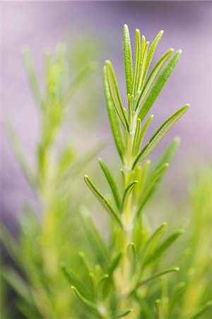 fresh rosemary - Rosemary (Rosmarinus officinalis) growing in garden Stock Photo - Premium Royalty-Free, Code: 659-07598378