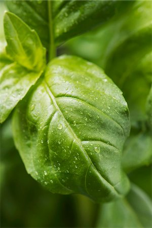 simsearch:659-07599036,k - Closeup of fresh basil leaves with water droplets. Foto de stock - Royalty Free Premium, Número: 659-07598371