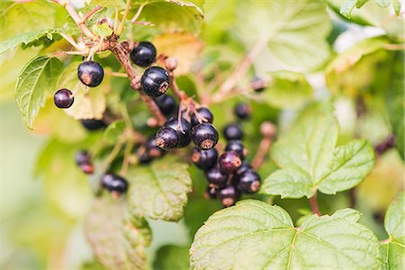Blackcurrants (Ribes nigrum) growing in garden Stock Photo - Premium Royalty-Free, Code: 659-07598380