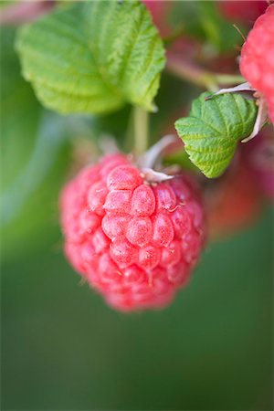 simsearch:659-07598383,k - Closeup of raspberry growing in garden Foto de stock - Sin royalties Premium, Código: 659-07598382