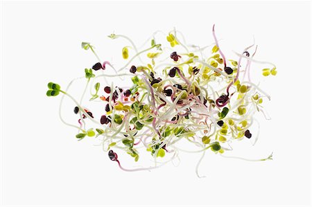 Assorted fresh edible shoots Photographie de stock - Premium Libres de Droits, Code: 659-07598455