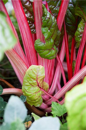 silver beet - Red chard Stock Photo - Premium Royalty-Free, Code: 659-07598505