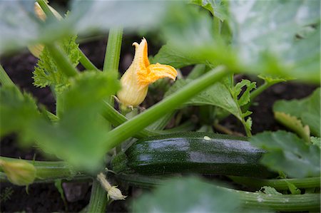 simsearch:659-06155811,k - A courgette plant with a courgette flower and a courgette Fotografie stock - Premium Royalty-Free, Codice: 659-07598506