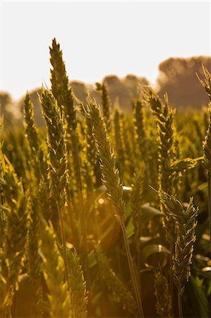 simsearch:659-01854150,k - English wheat field Stock Photo - Premium Royalty-Free, Code: 659-07598514