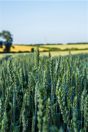 simsearch:659-03534910,k - Wheat field Foto de stock - Sin royalties Premium, Código: 659-07598513