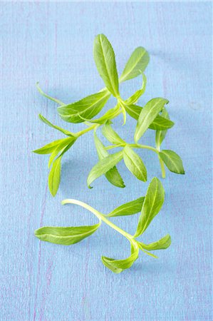 simsearch:659-07599058,k - Fresh tarragon Photographie de stock - Premium Libres de Droits, Code: 659-07598663