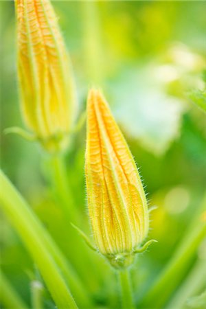 simsearch:659-06155811,k - Zucchini flowers (Cucurbita pepo) growing in garden Fotografie stock - Premium Royalty-Free, Codice: 659-07598805