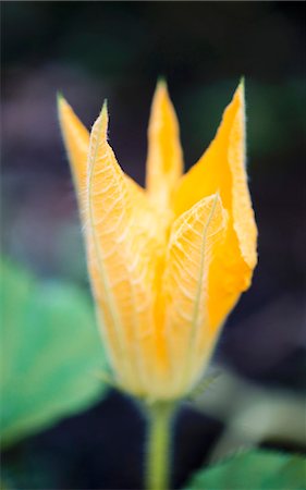 Zucchini flower (Cucurbita pepo) growing in garden Stock Photo - Premium Royalty-Free, Code: 659-07598806