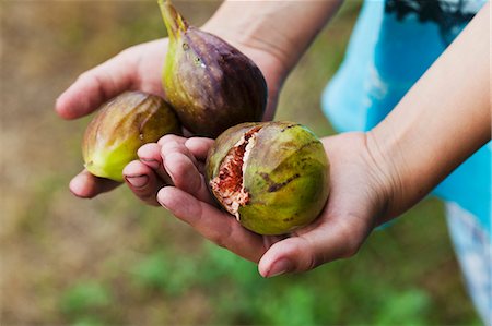 A child's hands holding fresh figs Stock Photo - Premium Royalty-Free, Code: 659-07598847