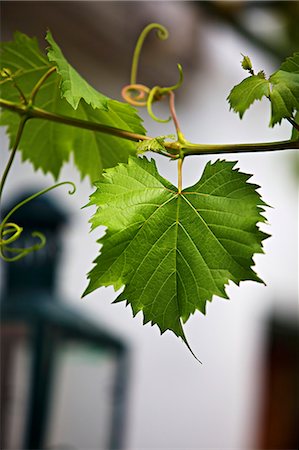 Vine foliage outside a wine bar Stock Photo - Premium Royalty-Free, Code: 659-07598932
