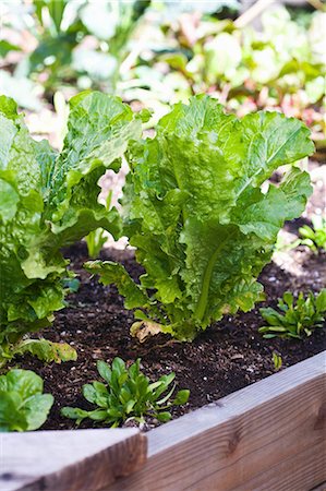 simsearch:659-07610201,k - Salad Greens Starts Photographie de stock - Premium Libres de Droits, Code: 659-07598986