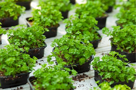 simsearch:659-07599040,k - Coriander plants in plastic pots Photographie de stock - Premium Libres de Droits, Code: 659-07599035