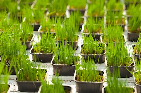 Young chives in black plastic pots Stock Photo - Premium Royalty-Free, Code: 659-07599039