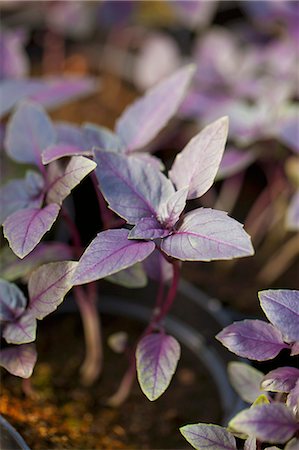 pot herb - Red basil Stock Photo - Premium Royalty-Free, Code: 659-07599045