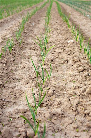 dried crop field - A field of young onion shoots Stock Photo - Premium Royalty-Free, Code: 659-07599047