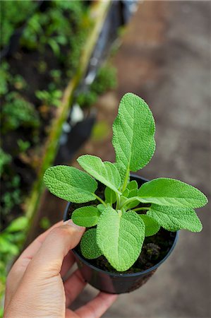 planteur - A young sage plant Photographie de stock - Premium Libres de Droits, Code: 659-07599041