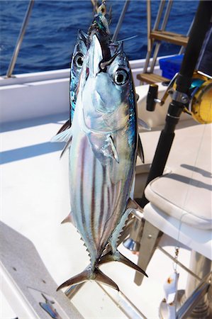 fish on fishing rods - Freshly caught tuna on a fishing boat Stock Photo - Premium Royalty-Free, Code: 659-07599106