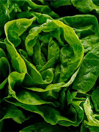 simsearch:659-07028592,k - Fresh head of lettuce (Close up) Photographie de stock - Premium Libres de Droits, Code: 659-07599128