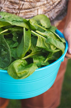 simsearch:659-06153319,k - Woman holding a large plastic bowl of fresh spinach leaves Foto de stock - Royalty Free Premium, Número: 659-07599223
