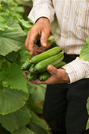 simsearch:659-06184396,k - Hands holding freshly harvested cucumbers Photographie de stock - Premium Libres de Droits, Code: 659-07609561