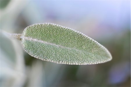 simsearch:659-03534923,k - A velvety sage leaf Foto de stock - Sin royalties Premium, Código: 659-07609572