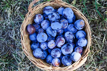 fresh produce - Fresh plums in a basket in a field Photographie de stock - Premium Libres de Droits, Code: 659-07609736