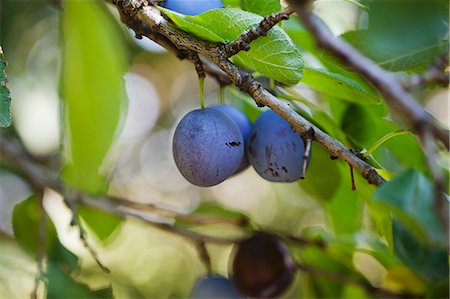 prunus domestica - Plums on the tree (close-up) Foto de stock - Sin royalties Premium, Código: 659-07609737